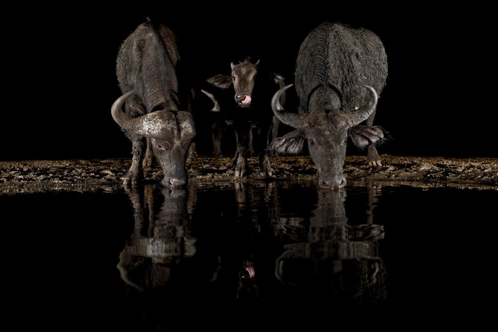 Buffalo Family Night Drink by Alessandro Catta — canvas wall art