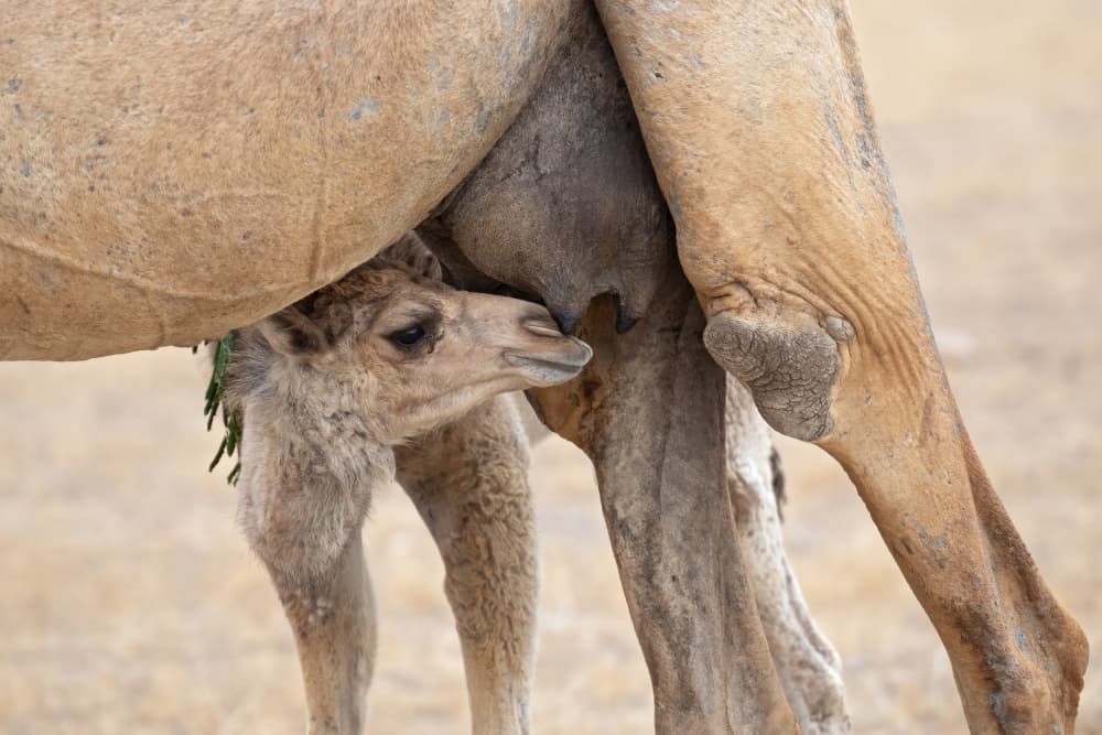 Baby Camel Nurturing by Marco Pozzi — canvas wall art