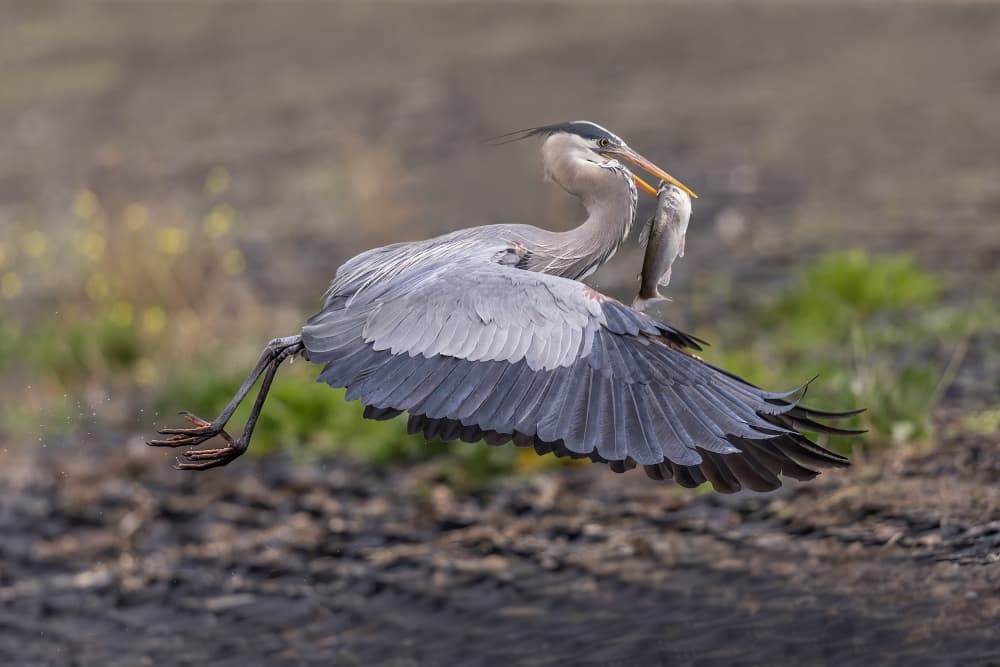 Blue Heron Fish Catch by Judy Tseng — canvas wall art