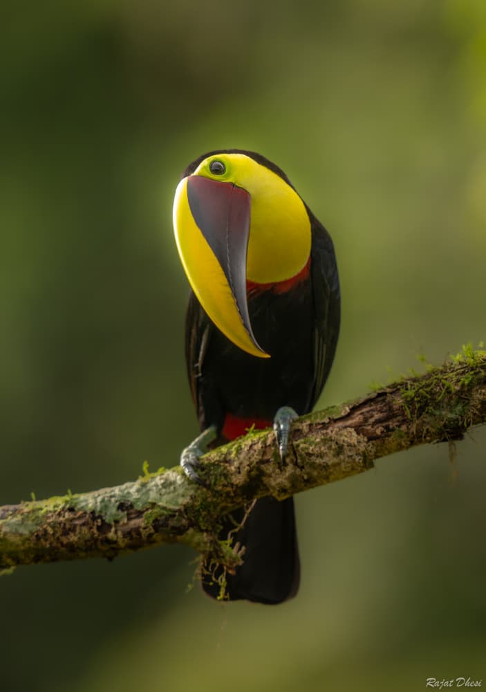 Vibrant Jungle Toucan by Rajat Dhesi — canvas wall art