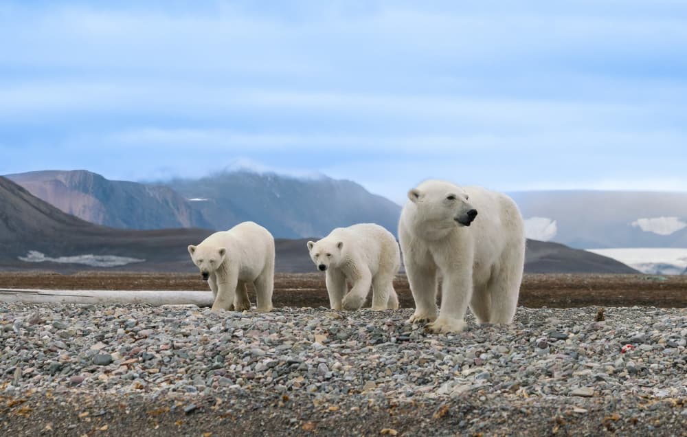 Arctic Polar Bear Family by Manish Nagpal — canvas wall art