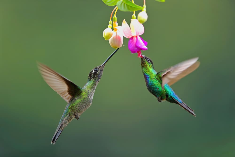 Hummingbirds and Fuchsia by Gavin Lam — canvas wall art