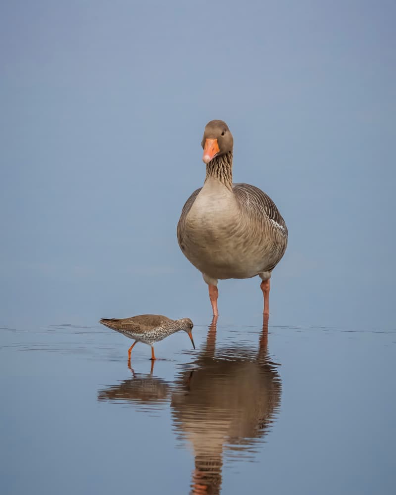 Peaceful Water Birds by Ytje Veenstra — canvas wall art