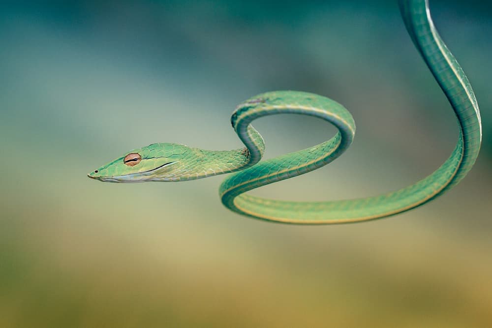 Elegant Green Snake by Hendy Mp — canvas wall art