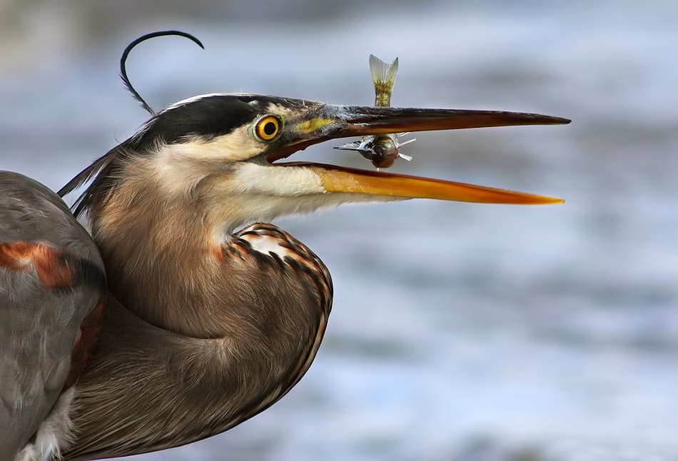 Great Blue Heron Fishing by Mircea Costina — canvas wall art