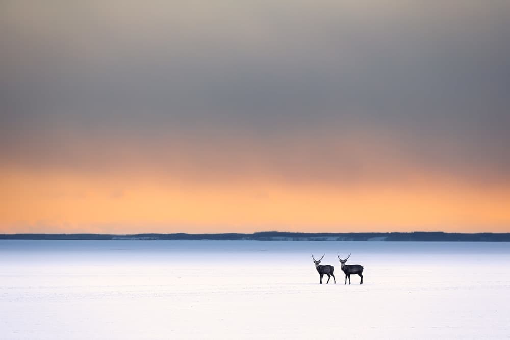 Two Reindeer Winter Sunset by Eiji Itoyama — canvas wall art