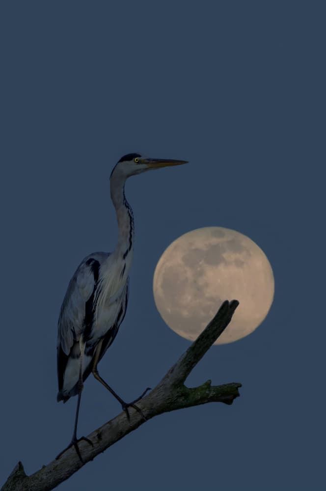 Heron Under Full Moon by אייל בר אור • Eyal Bar Or — canvas wall art