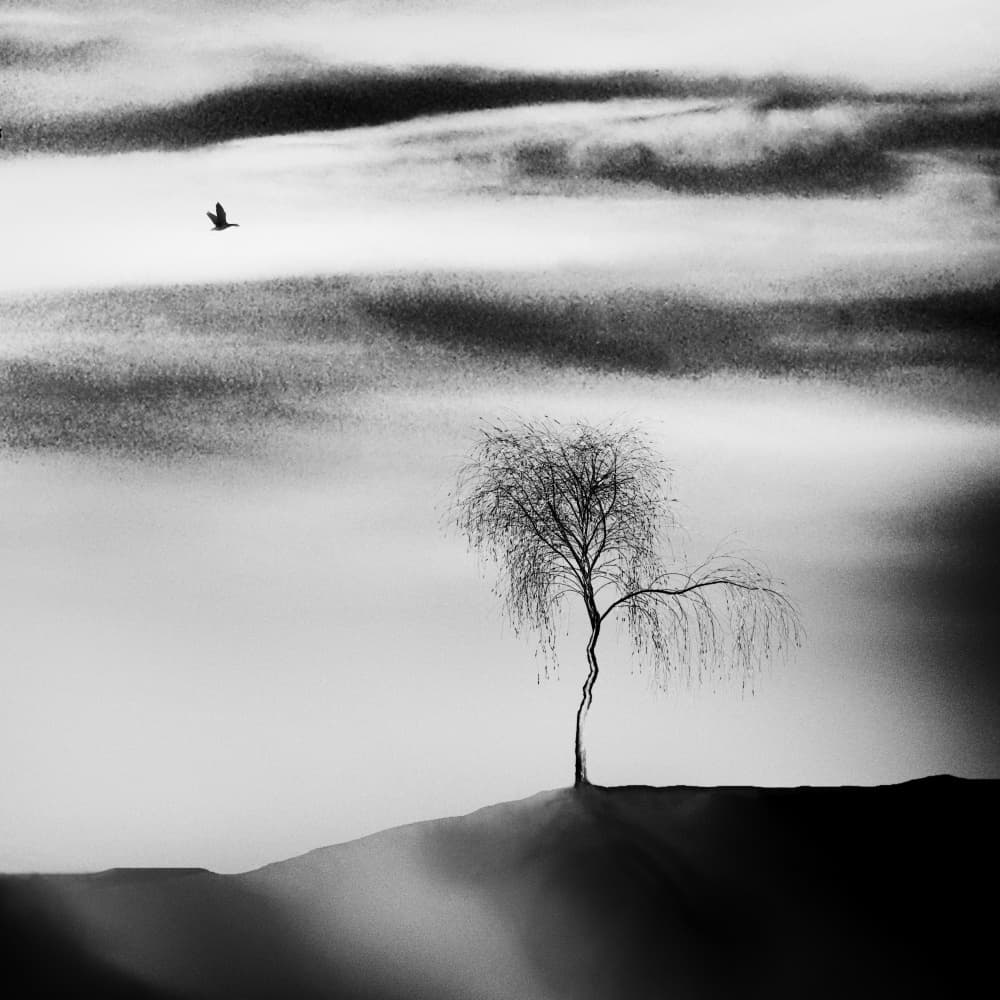 Solitary Tree Mist by Marchevca Bogdan — canvas wall art