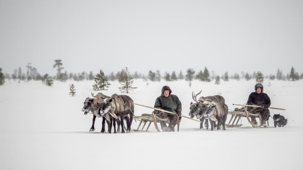 Reindeer Sledding Adventure by Marcel Rebro — canvas wall art