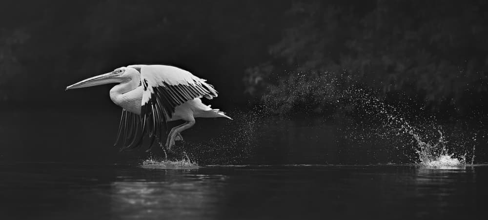 Pelican Taking Flight by C.S. Tjandra — canvas wall art