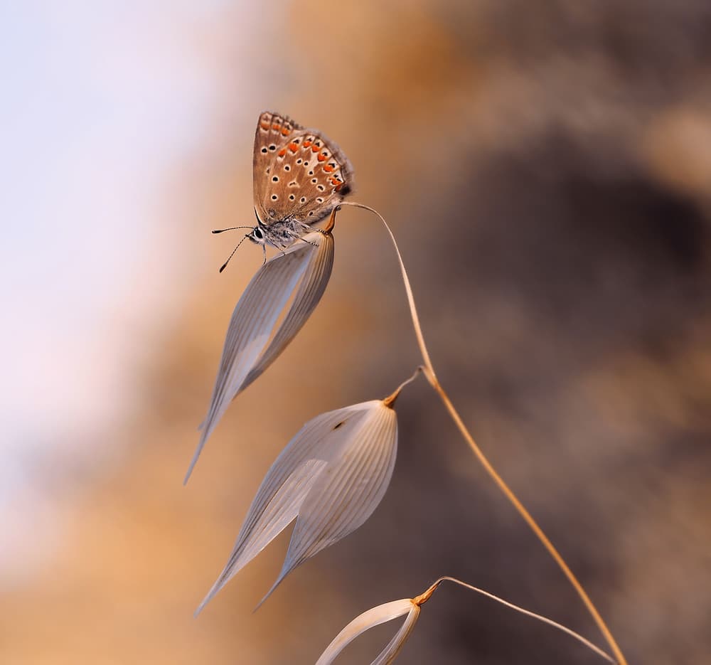 Delicate Butterfly Perched by Thierry Dufour — canvas wall art