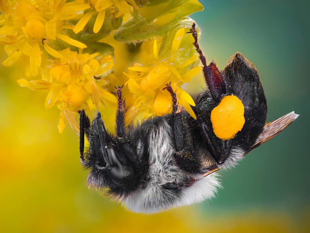 Busy Bee on Flower by Atul Saluja — canvas wall art