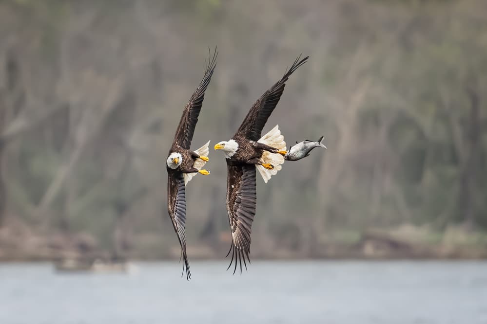 Two Eagles Fish Catch by Siyu_Wei APA — canvas wall art