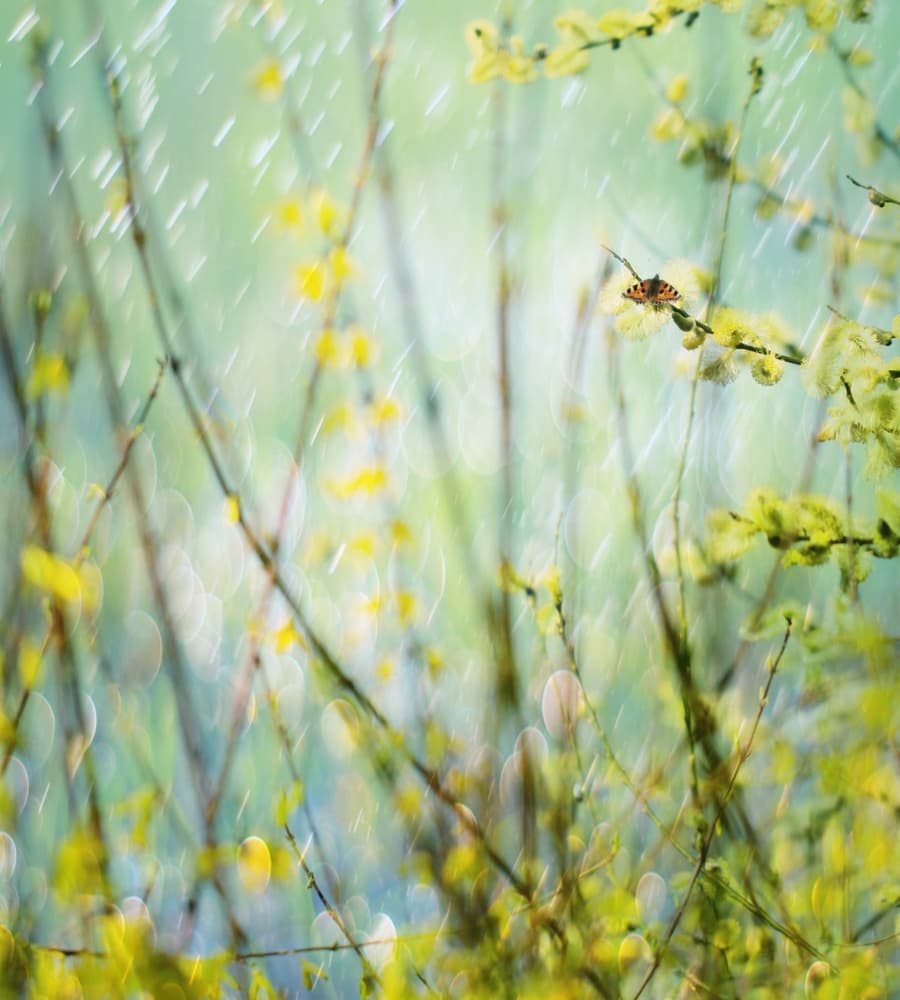 Rainy Spring Butterfly by Delphine Devos — canvas wall art