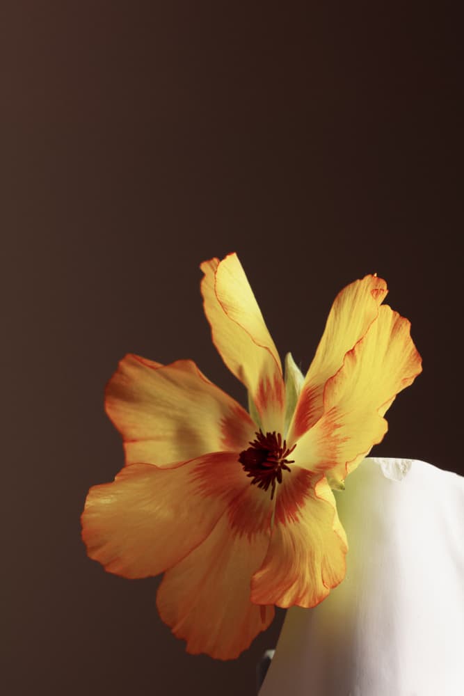Golden Orange Flower by Julia Ramiro — canvas wall art