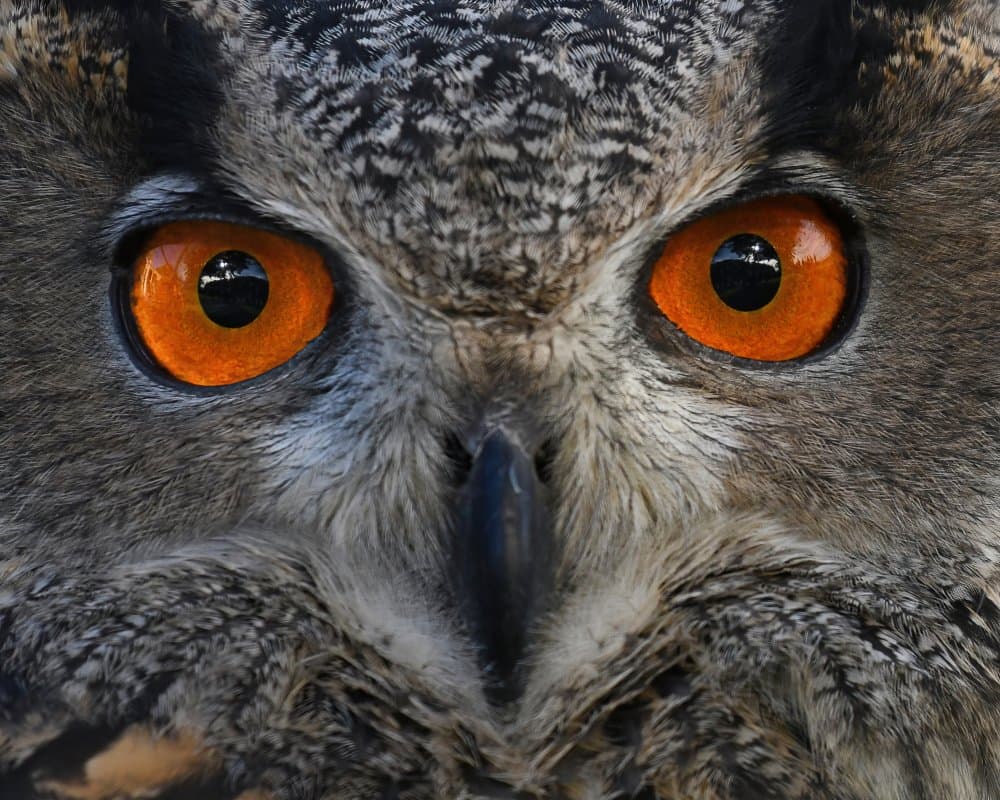Orange Eyed Owl by Rob Li — canvas wall art