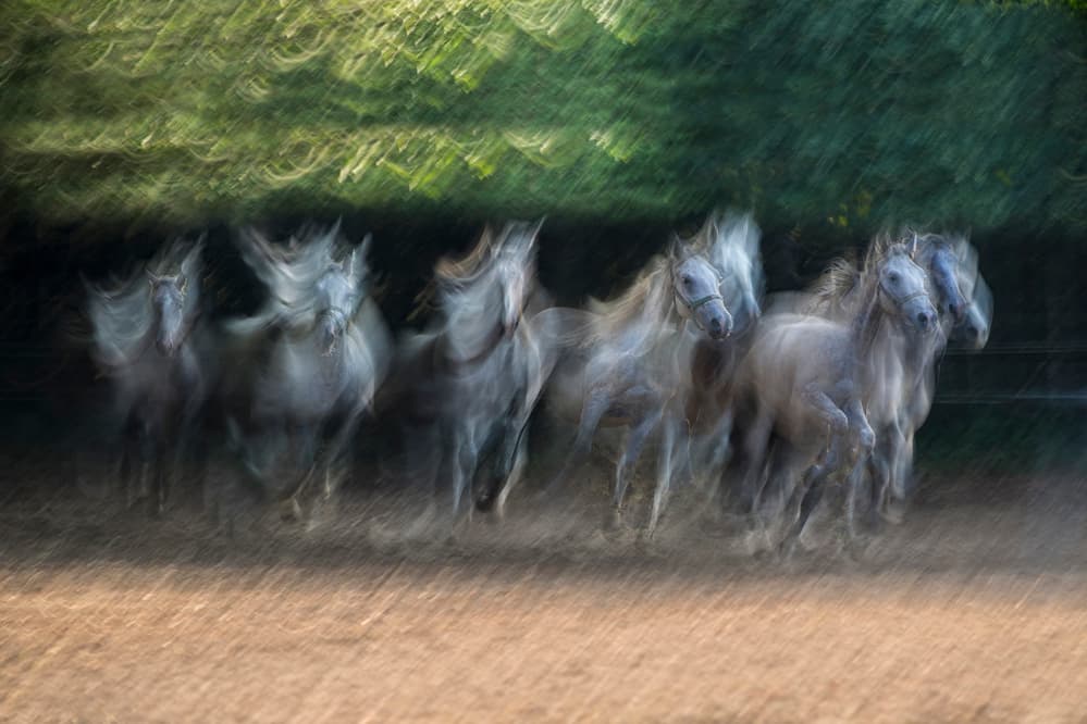Horses in Motion by Milan Malovrh — canvas wall art