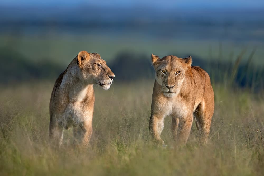 Wild Lionesses Stare by Xavier Ortega — canvas wall art