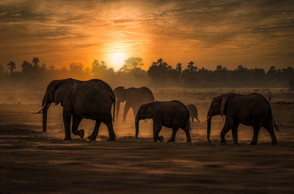African Elephant Sunset by Isam Telhami — canvas wall art