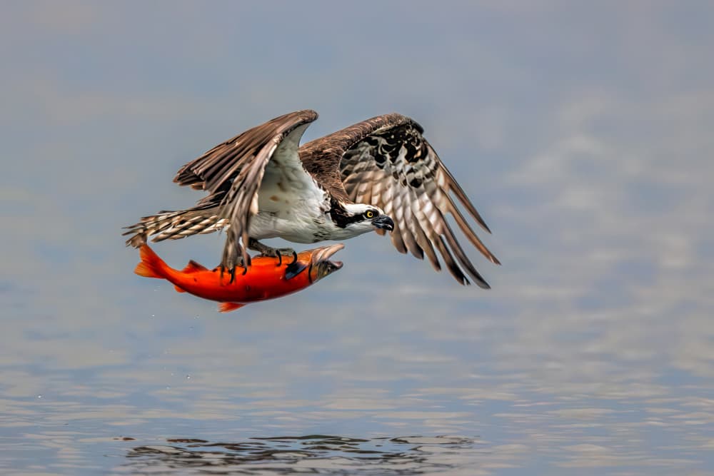 Osprey Catches Salmon by Jun Zuo — canvas wall art