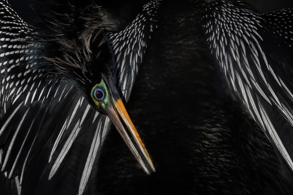 Anhinga Breeding Colors by Linda D Lester — canvas wall art