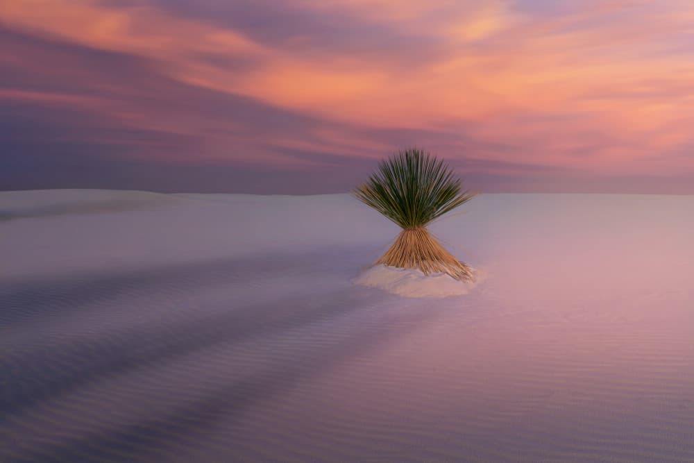 Pink Desert Solitude by Leah Xu — canvas wall art