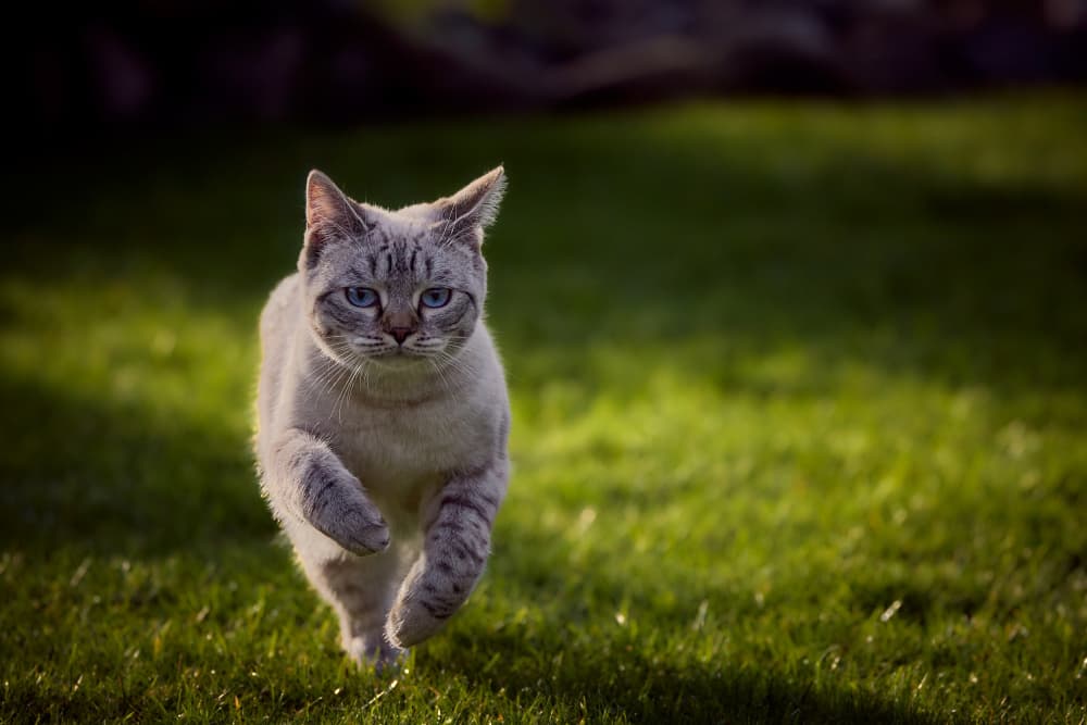 Graceful Cat Running by Peter Schade — canvas wall art