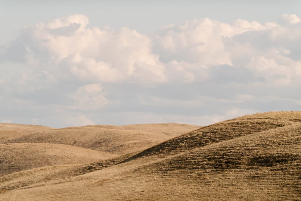 Golden Rolling Hills by Crystal Lynn Collins — canvas wall art