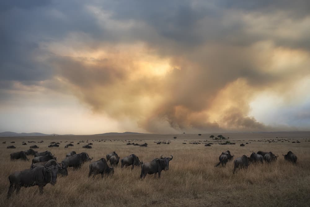 Wildebeest Under Golden Smoke by Roberto Marchegiani — canvas wall art