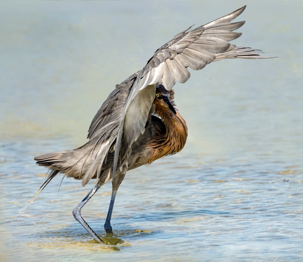 Reddish Egret Fishing Dance by Jane Lyons — canvas wall art