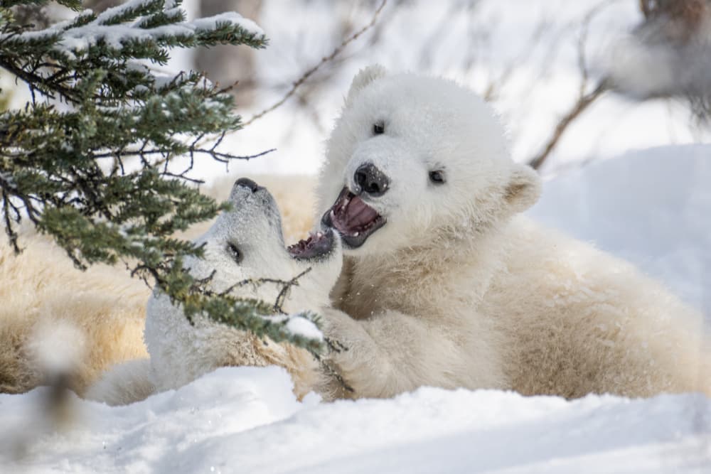Playful Polar Bear Cubs by Siyu_Wei APA — canvas wall art