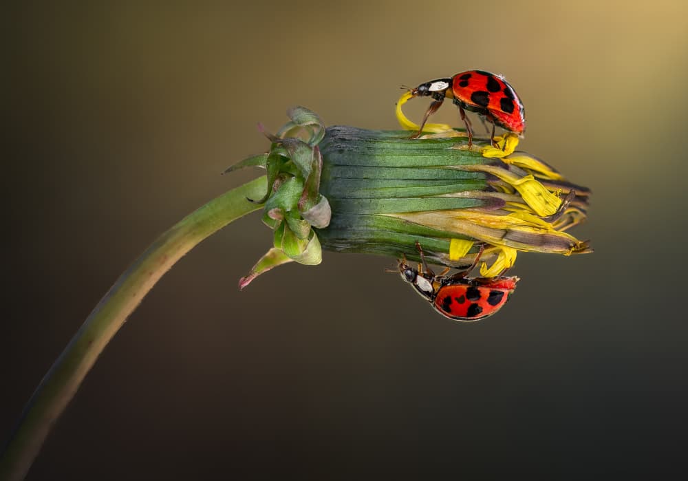 Ladybugs on Dandelion by Atul Saluja — canvas wall art