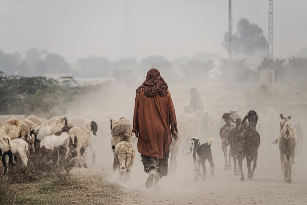 Shepherd's Dusty Journey by Elena Molina — canvas wall art