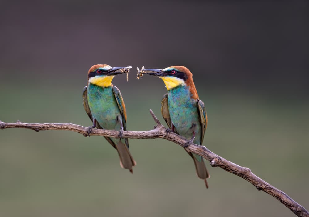 Vibrant Bee-eaters Feeding by Vicki Lai — canvas wall art