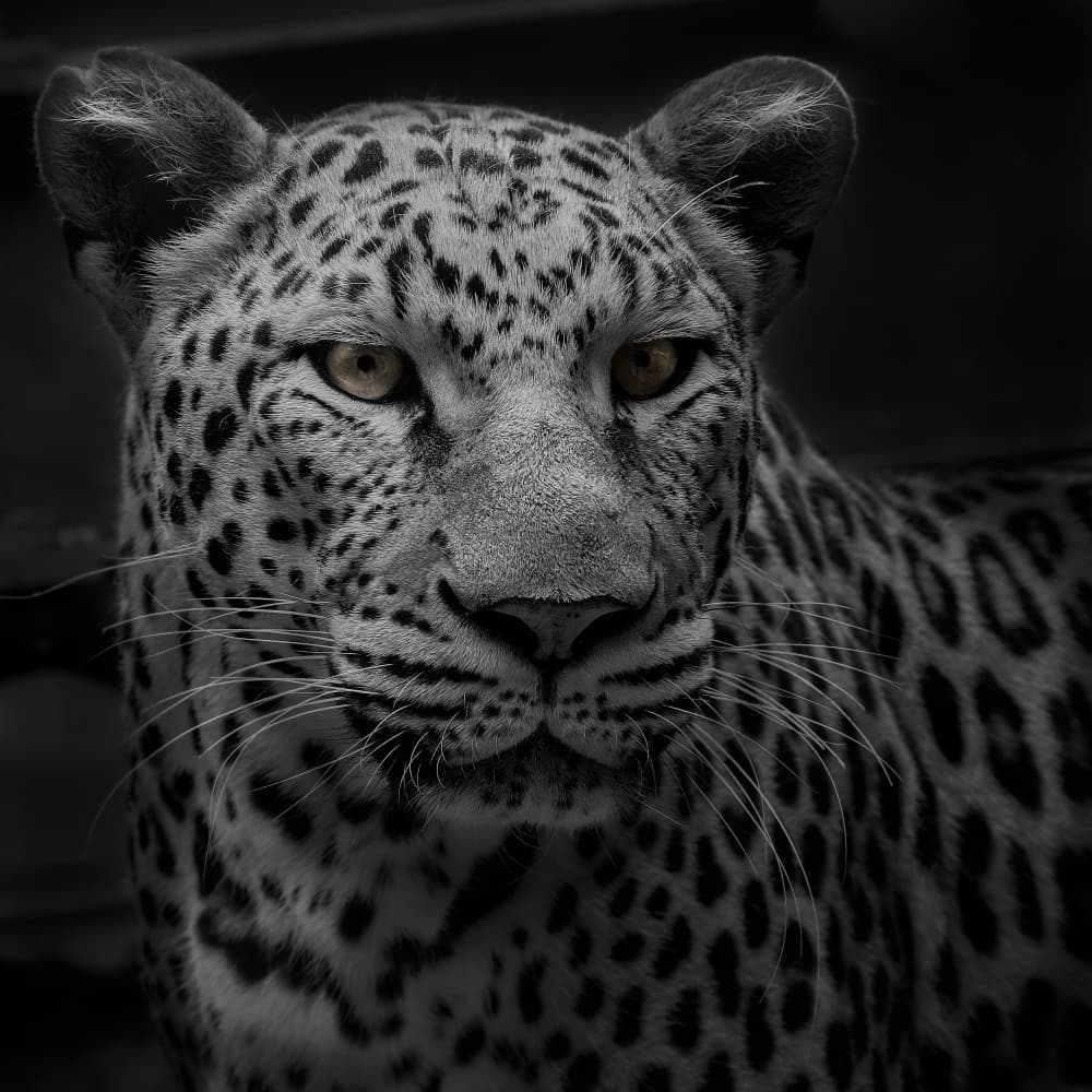 Leopard's Golden Gaze by Kaisyakuji Yushi — canvas wall art
