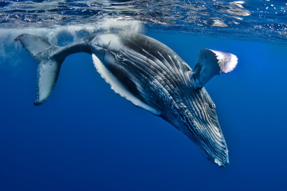 Majestic Humpback Underwater by Cédric Péneau — canvas wall art