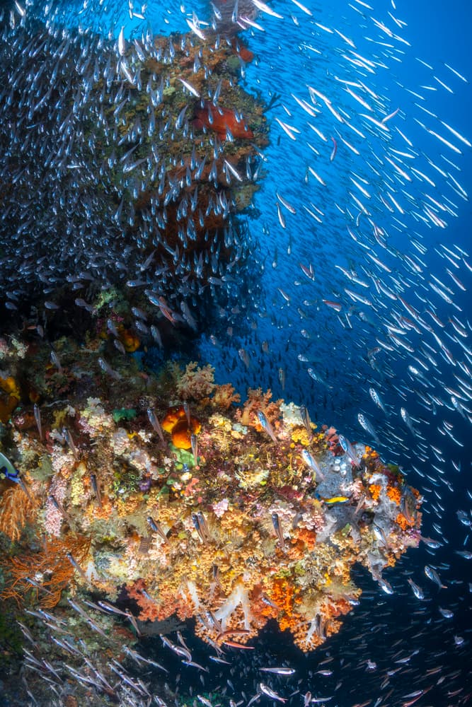 Swirling Coral Reef Fish by Barathieu Gabriel — canvas wall art