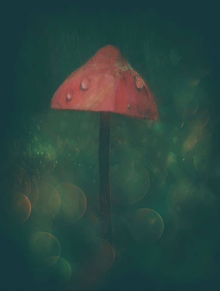 Enchanted Red Mushroom by Delphine Devos — canvas wall art