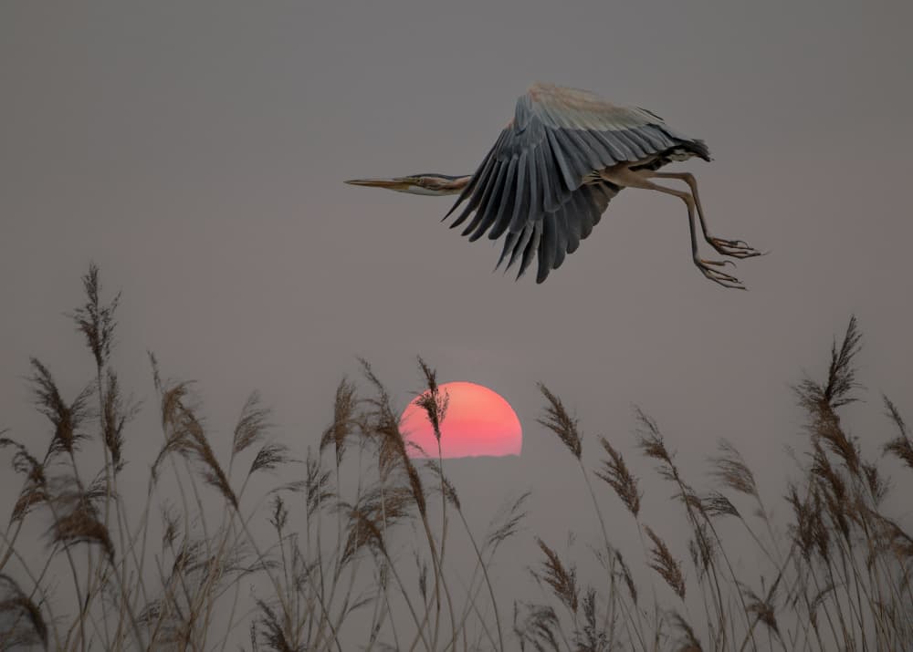 Heron Sunset Flight by אייל בר אור • Eyal Bar Or — canvas wall art