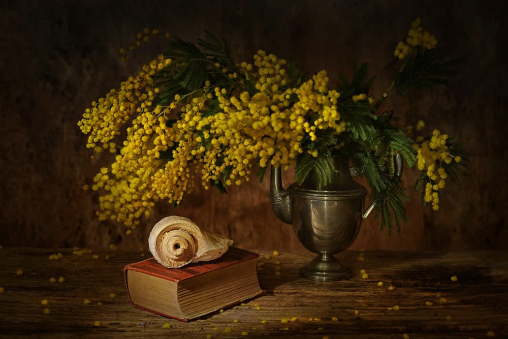 Golden Mimosa Still Life by Saskia Dingemans — canvas wall art