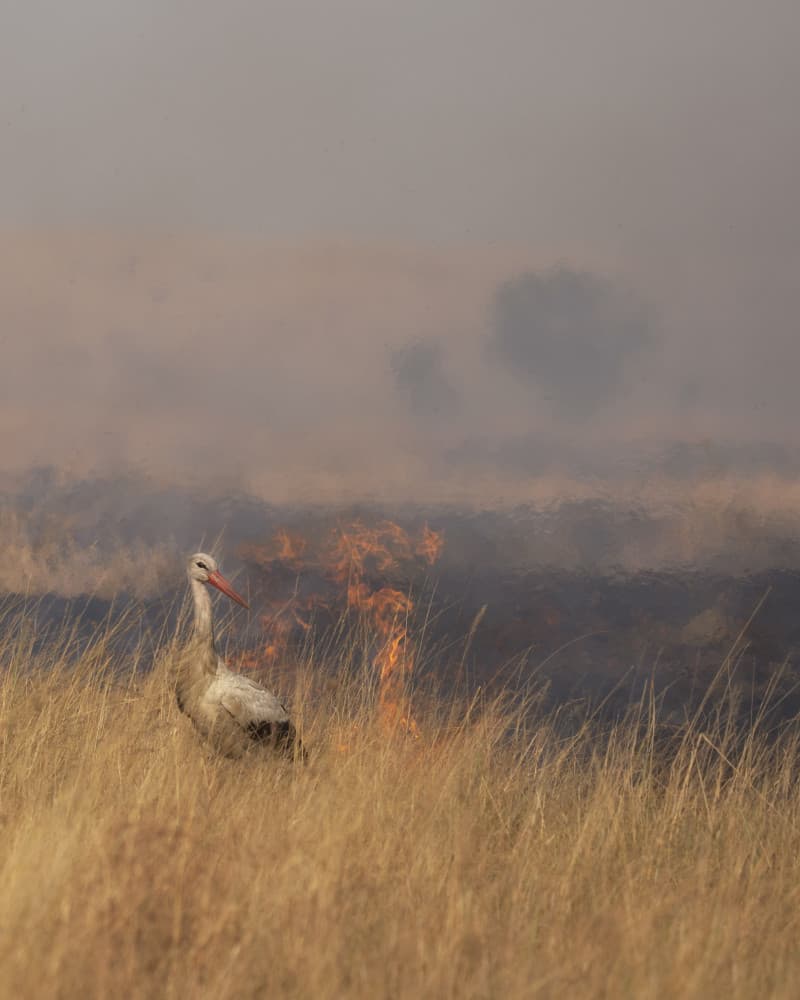 Stork In Wildfire by Roberto Marchegiani — canvas wall art