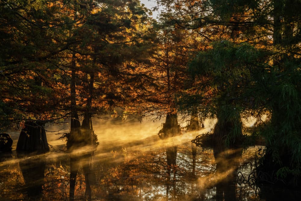 Golden Swamp Mist by Jenny Qiu — canvas wall art