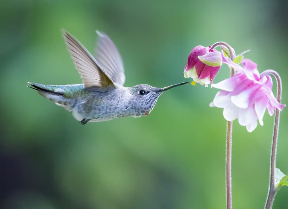 Columbine Hummingbird Flight by Xiaojian Huang — canvas wall art