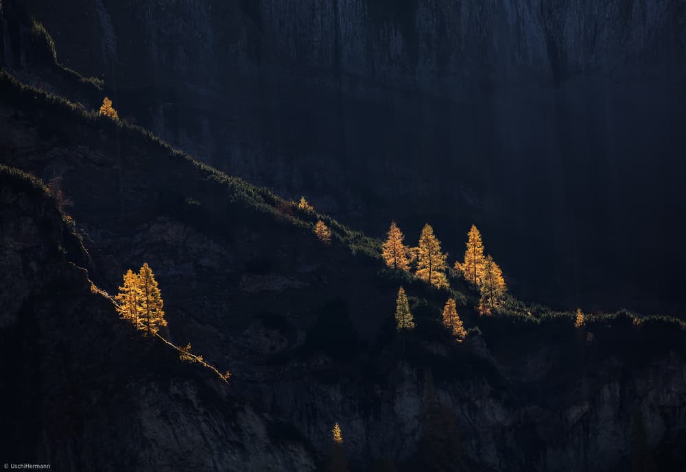 Golden Mountain Trees by Uschi Hermann — canvas wall art
