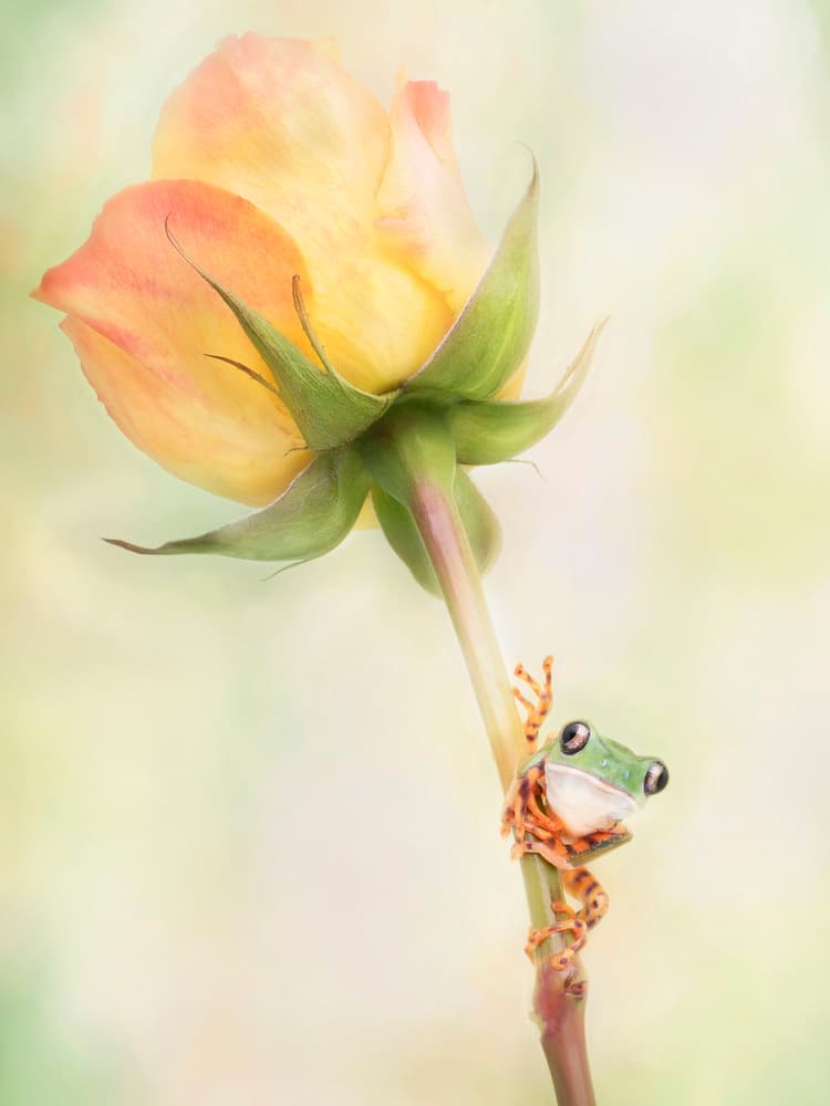 Green Frog on Yellow Rose by Linda D Lester — canvas wall art