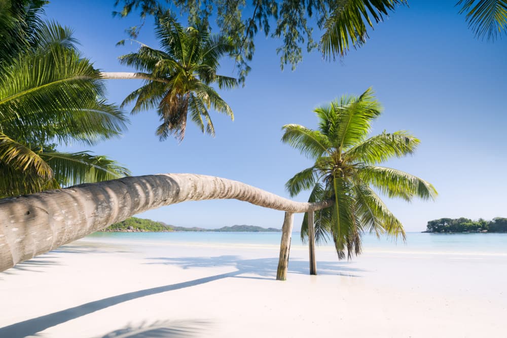 Tropical Palm by Stefan Hefele — canvas wall art