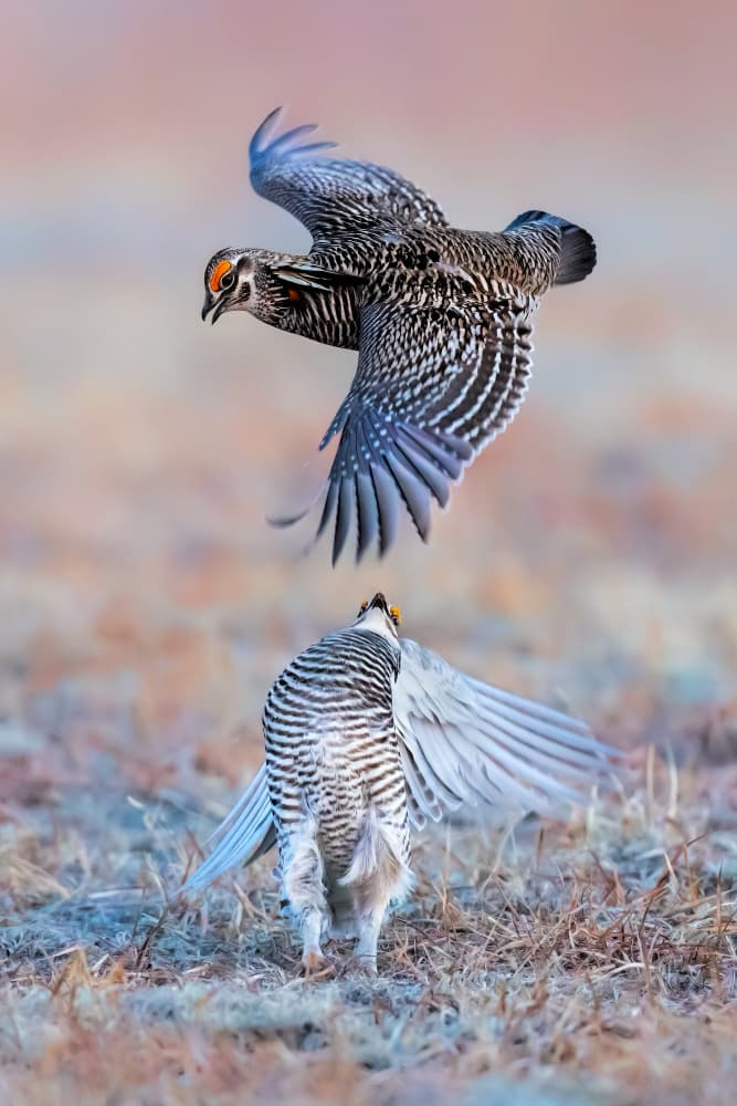 Prairie Grouse Dance by Jun Zuo — canvas wall art