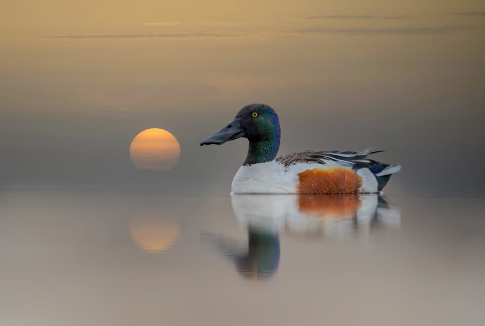 Golden Shoveler Serenity by אייל בר אור • Eyal Bar Or — canvas wall art
