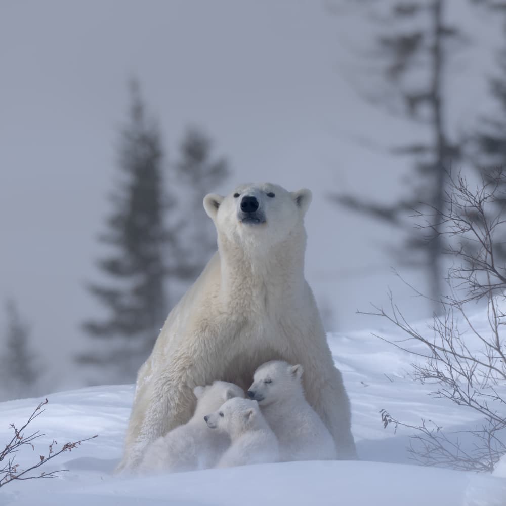 Polar Bear Family Snow by MIN LI — canvas wall art