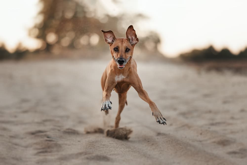 Energetic Dog Sprint by Ve Shandor — canvas wall art